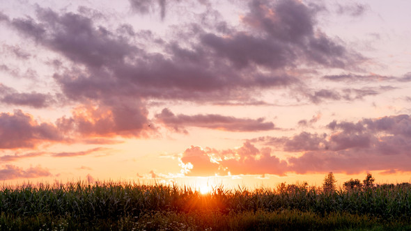 golden sunset through the tops of a field of corn with purple clouds above
