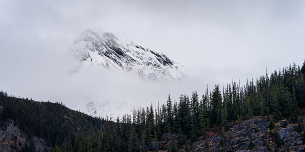 Mountaintop jutting out from low clouds with pine trees in front