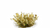Gamers Grass Light Green - Shrubs (Wargame / Model Basing)