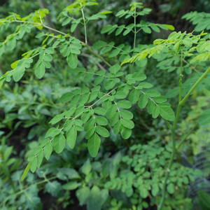 Moringa Leaf Organic Cut Moringa Leaf Organic Cut
