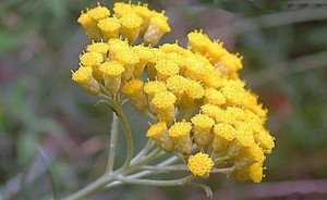 Discover the unparalleled benefits of Helichrysum Rambiazina essential oil, sourced from the pristine landscapes of Madagascar. Renowned for its therapeutic properties, our premium-grade oil offers a myriad of healing benefits, from skincare to aromatherapy. Elevate your well-being with this rare and exquisite essence, carefully extracted to capture nature's purity and potency Discover the unparalleled benefits of Helichrysum Rambiazina essential oil, sourced from the pristine landscapes of Madagascar. Renowned for its therapeutic properties, our premium-grade oil offers a myriad of healing benefits, from skincare to aromatherapy. Elevate your well-being with this rare and exquisite essence, carefully extracted to capture nature's purity and potency