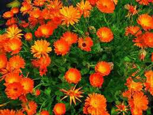Calendula Herbal Oil Calendula Herbal Oil