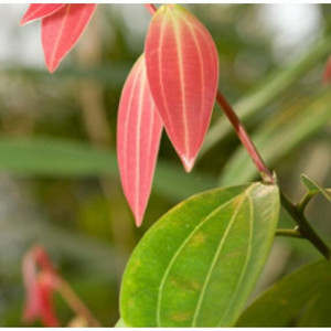 Cinnamon Leaf Cinnamon Leaf