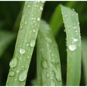 Citronella Citronella