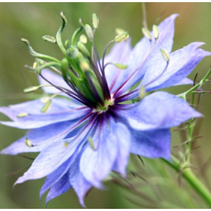 black cumin black cumin