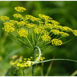 Dill Dill