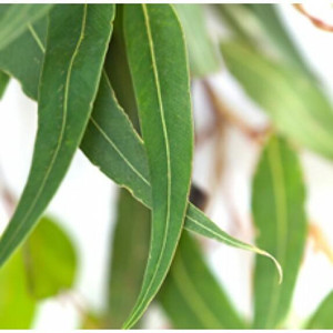 Eucalyptus, Lemon Eucalyptus, Lemon