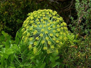 Galbanum, Essential Oil Galbanum, Essential Oil