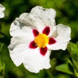 Labdanum, Absolute Labdanum, Absolute