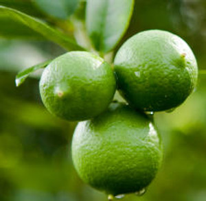 Lime, Key, Essential Oil Lime, Key, Essential Oil