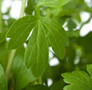 Lovage Leaf, Essential Oil Lovage Leaf, Essential Oil