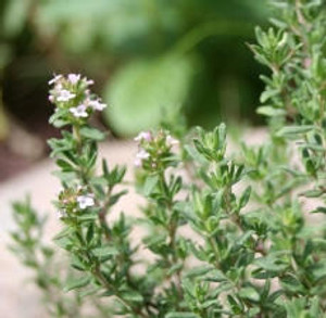 Marjoram, Sweet, Marjoram, Sweet,