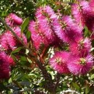 Niaouli Melaleuca Quinquenervia Niaouli Melaleuca Quinquenervia