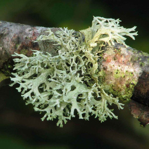 Oakmoss, Absolute Oakmoss, Absolute