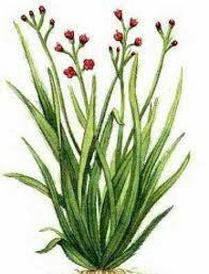 Palmarosa, Essential Oil