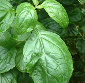 Patchouli, Dark, Essential Oil