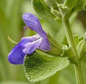 Sage, Dalmation, Essential Oil