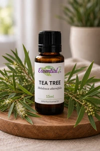 Essential7 15ml Australian Tea Tree Essential Oil in an amber bottle labeled Melaleuca alternifolia, surrounded by fresh Tea Tree branches on a warm wooden pedestal