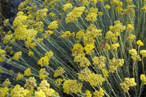Helichrysum, Hydrosol Helichrysum, Hydrosol