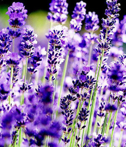 Lavender Essential Oil Bulgaria Lavender Essential Oil Bulgaria