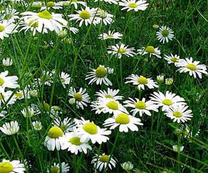 Chamomile Egyptain 6 percent Dilution Chamomile Egyptain 6 percent Dilution