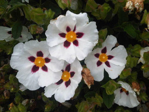 Labdanum Absolute 6 percent Dilution Labdanum Absolute 6 percent Dilution