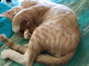 Calm The Kitty Calm The Kitty