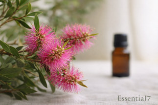 Niaouli Essential Oil: Common Uses & Safety Considerations