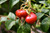 Rosehip Herbal Oil Rosehip Herbal Oil
