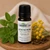 Ache No More Essential7 essential oil body comfort blend with Clove Bud, Helichrysum, Niaouli, and Peppermint in organic sunflower oil.