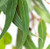 Eucalyptus, Globulus Eucalyptus, Globulus