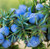 Juniper Berry, Essential Oil