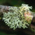 Oakmoss, Absolute Oakmoss, Absolute