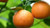 Orange, 5 Fold, Essential Oil Orange, 5 Fold, Essential Oil