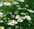Chamomile Face Spray Chamomile Face Spray