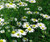 Chamomile Roman 6 percent Dilution