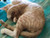 Calm The Kitty Calm The Kitty