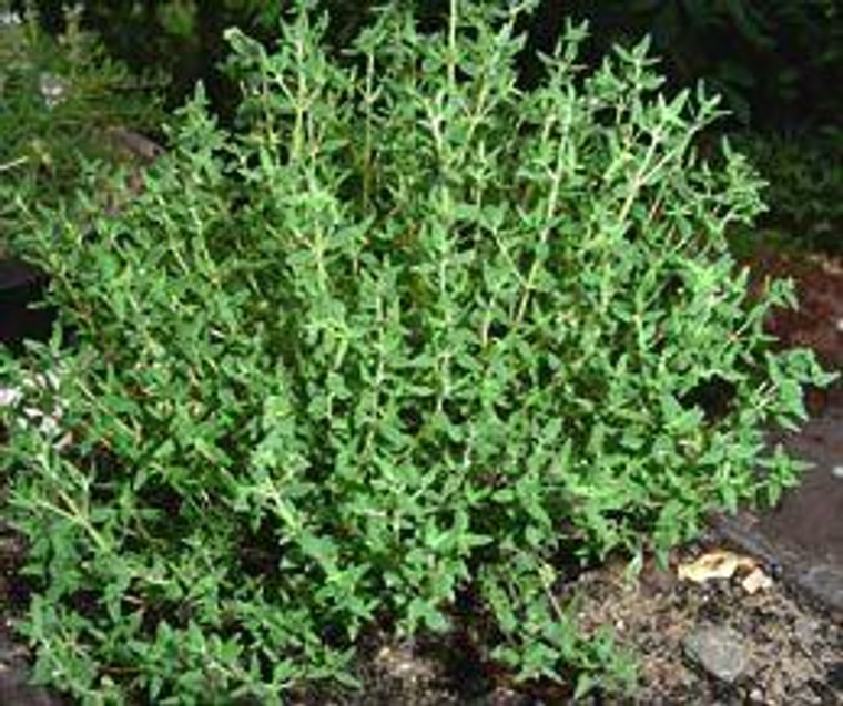 Thyme, Red, Essential