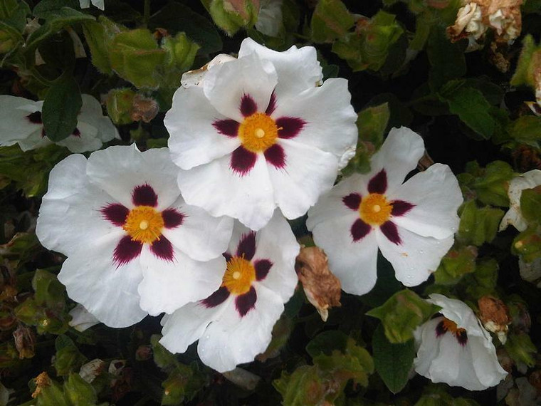 Cistus, rockrose flower 