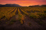 What makes Roussillon’s wines special?