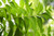 Neem Capsules, Organic Veggie Caps 500 mg, 60 Ct Neem Capsules, Organic Veggie Caps 500 mg, 60 Ct