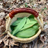 Wild Foraging: Ramps