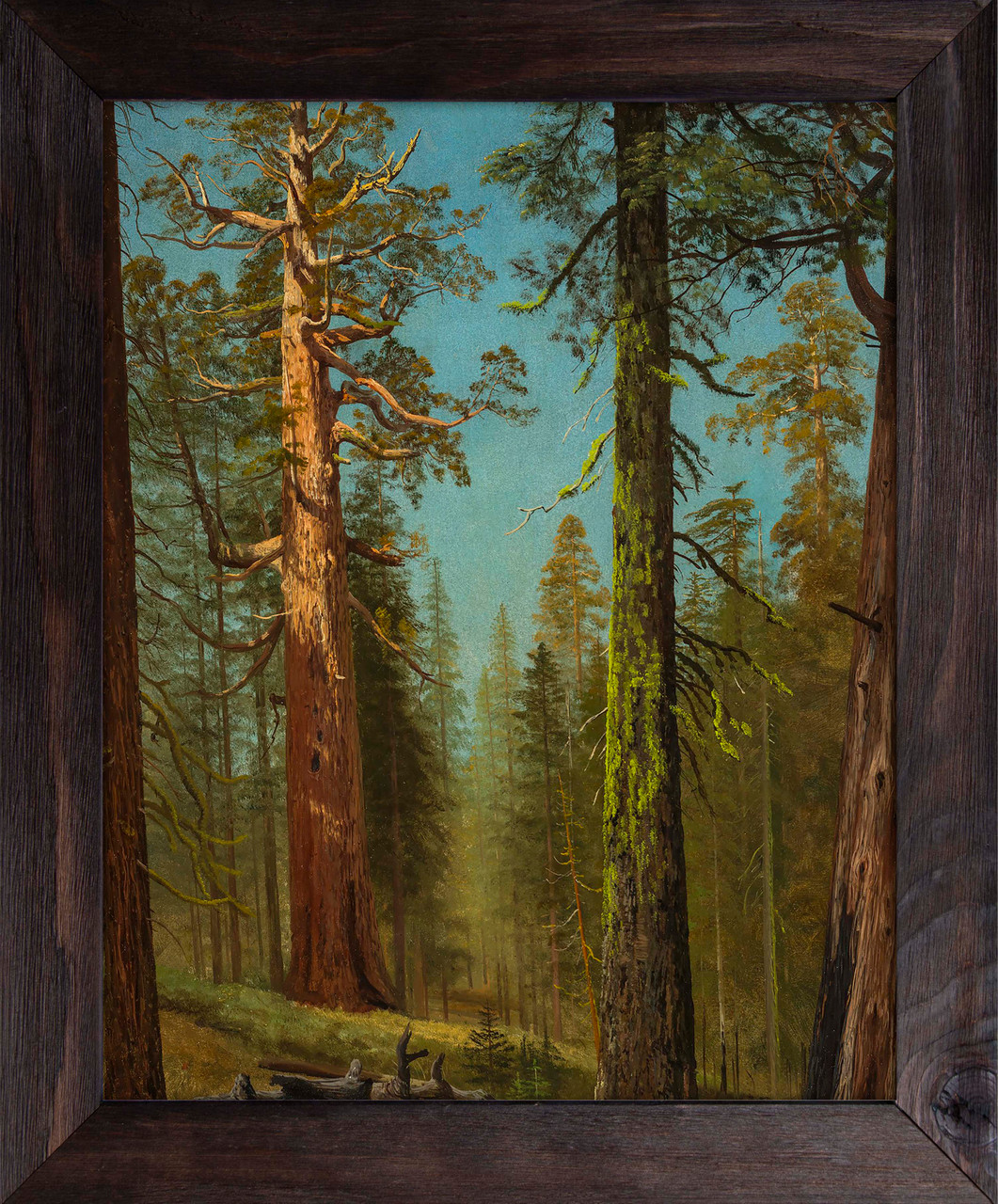 The Grizzly Giant Sequoia, Mariposa Grove, California - Albert