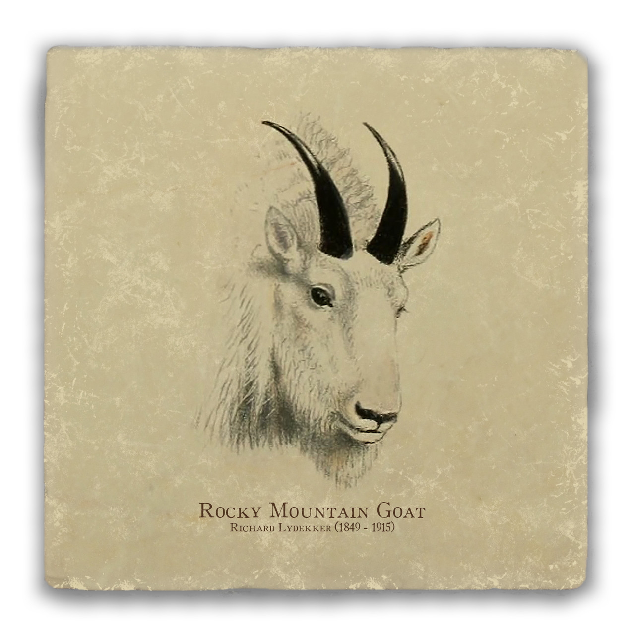 Rocky Mountain Goat