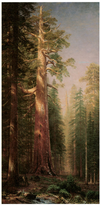 The Great Trees Mariposa Grove, California - Albert Bierstadt