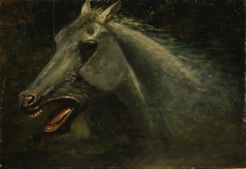 A Wild Stallion - Albert Bierstadt