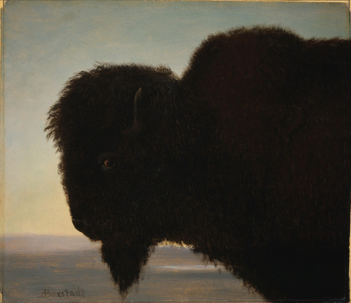 Buffalo Head - Albert Bierstadt