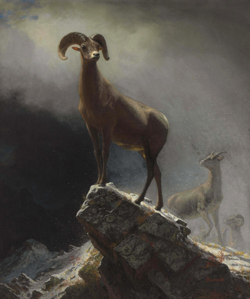 Rocky Mountain Sheep, or Big Horn. Ovis, Montana - Albert Bierstadt
