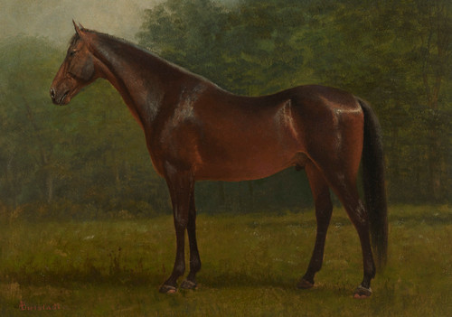 Thoroughbred - Albert Bierstadt