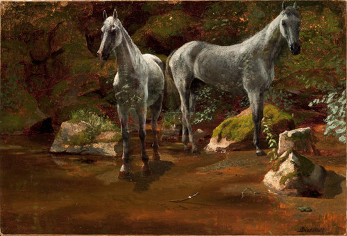 Study of Wild Horses - Albert Bierstadt